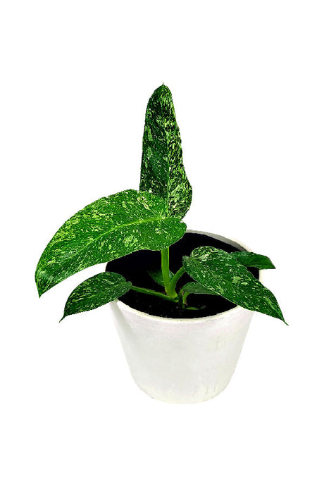 Philodendron Jose Buono – Rare tropical indoor plant with cream and green variegated paddle leaves