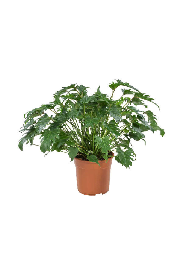 Philodendron Xanadu – Tropical Upright Indoor Plant