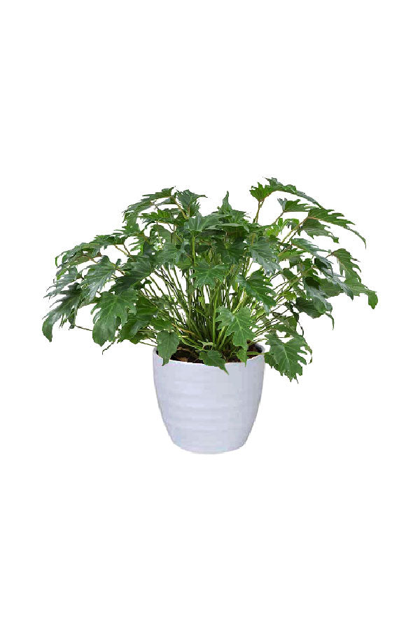 Philodendron Xanadu – Bushy, green foliage houseplant perfect for indoor UAE settings