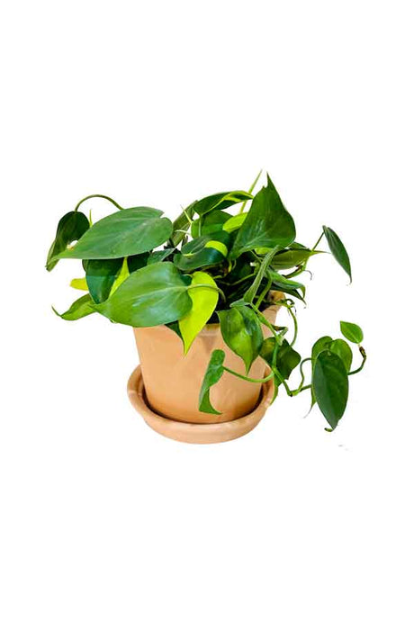 Philodendron Brazil with Clay Pot – Vibrant and Elegant Indoor Plant for Your Space