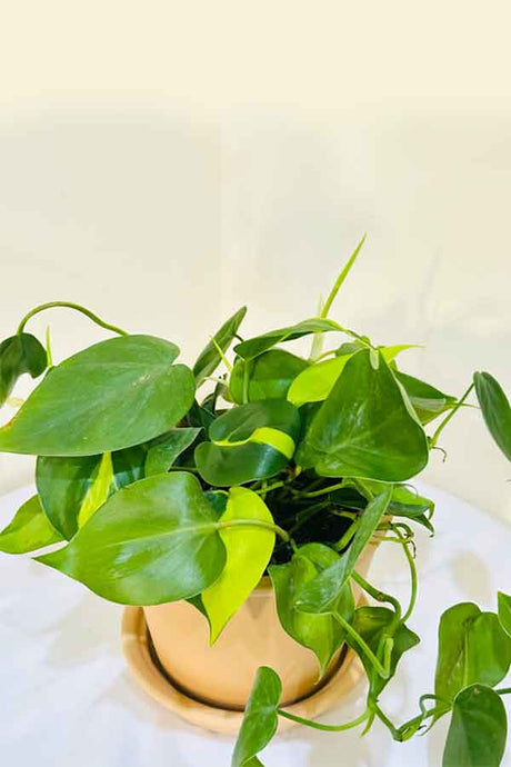 Philodendron Brazil with Clay Pot – Vibrant Indoor Plant