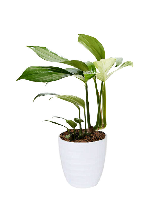 Philodendron Dragon Tail – Elongated leaves with deep cuts in modern indoor pot, perfect for UAE homes
