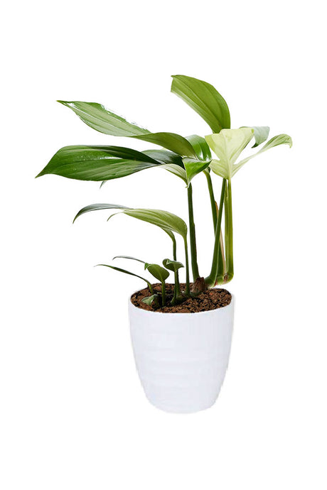 Philodendron Dragon Tail – Elongated leaves with deep cuts in modern indoor pot, perfect for UAE homes