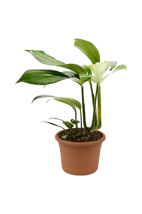 Philodendron Dragon Tail – Unique Indoor Aroid with Dragon-Shaped Foliage