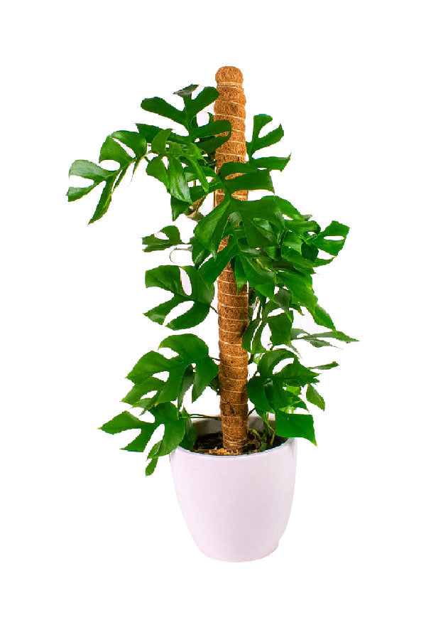 Philodendron Minima – Small tropical aroid with split leaves, potted for indoor UAE homes