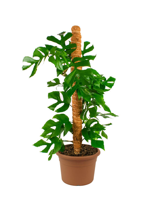 Philodendron Minima – Compact Split-Leaf Aroid