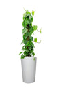 Philodendron Scanden – Indoor Plant Hire for Offices and Homes in Dubai