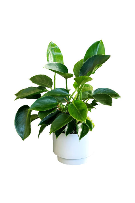 Philodendron Green Princess – Glossy green leaves in stylish indoor pot