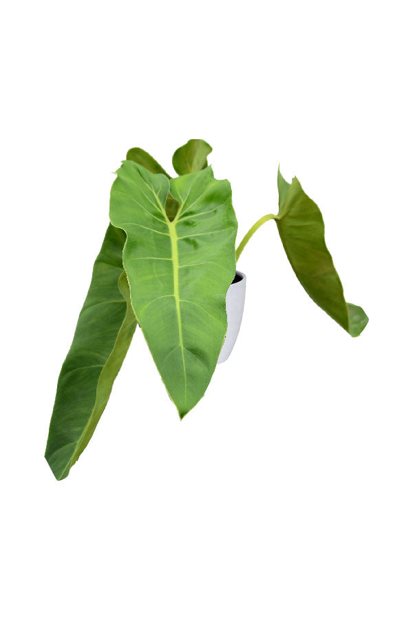 Philodendron Maximum – Large-leaf tropical indoor plant in decorative ceramic pot