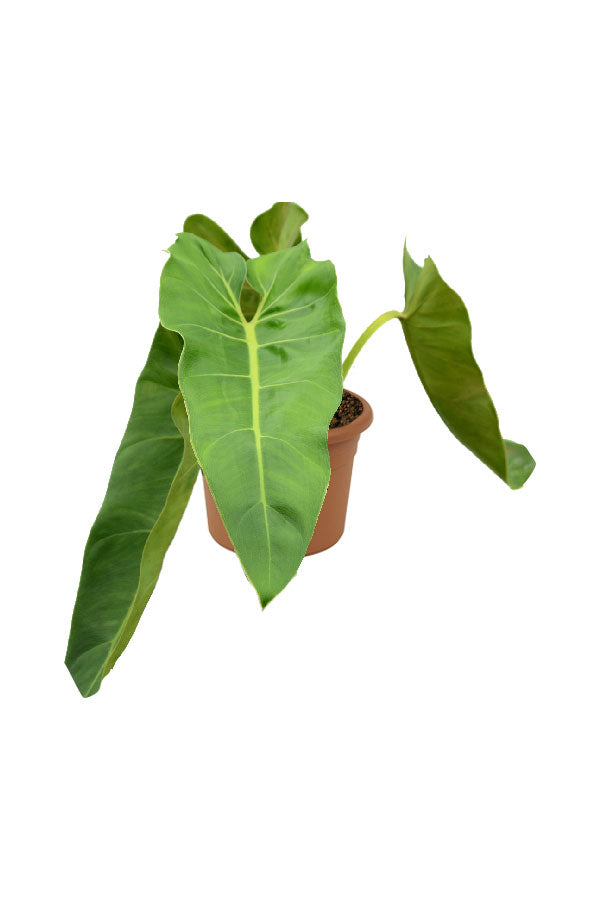 Philodendron Maximum – Rare Giant Leaf Tropical Indoor Plant