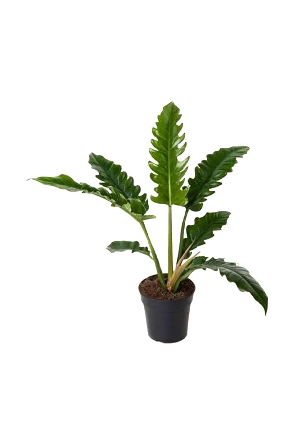 Philodendron Narrow Escape – Unique Tropical Indoor Plant