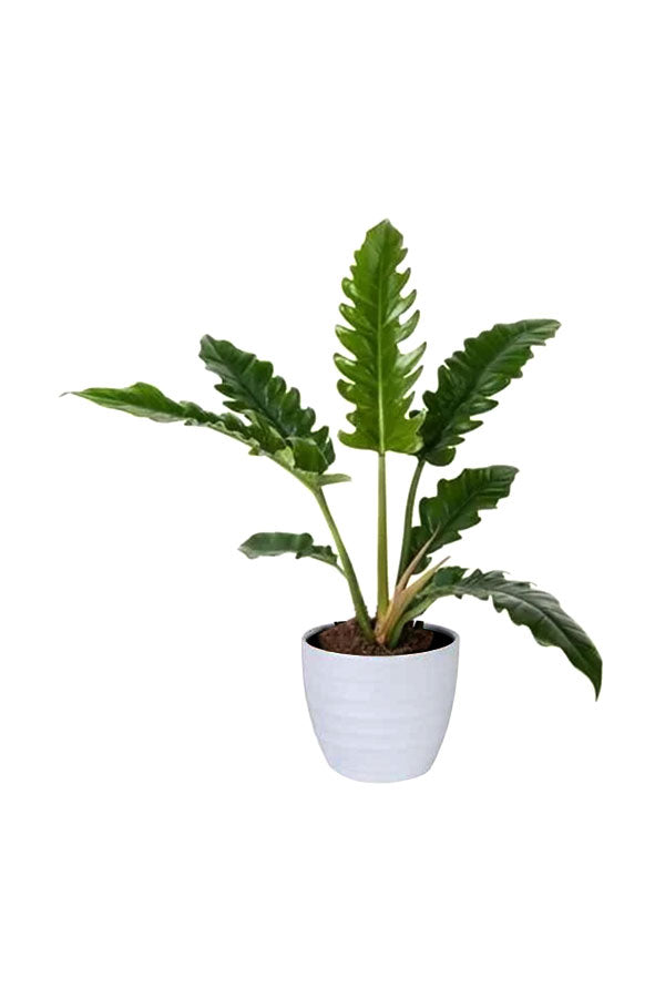 Philodendron Narrow Escape plant with elongated, serrated green leaves in a decorative indoor planter