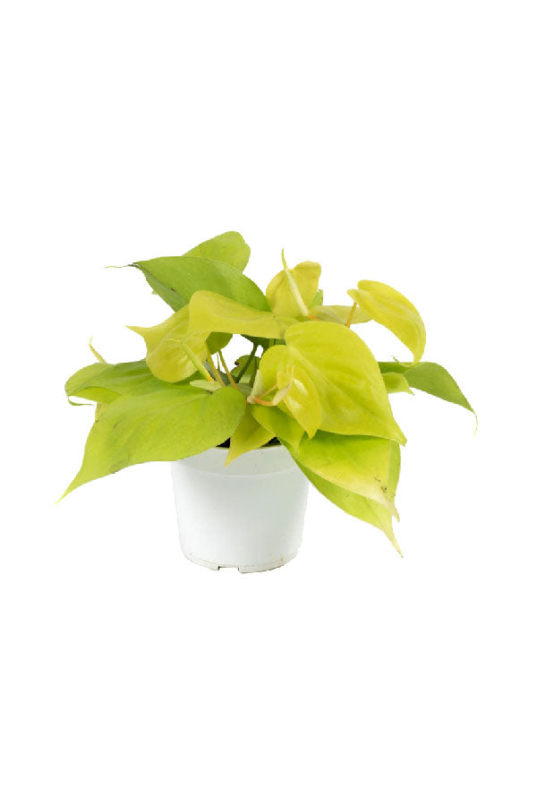 Philodendron Neon Gold