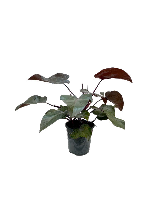 Philodendron Purple Congo – Vibrant Purple and Green Indoor Plant