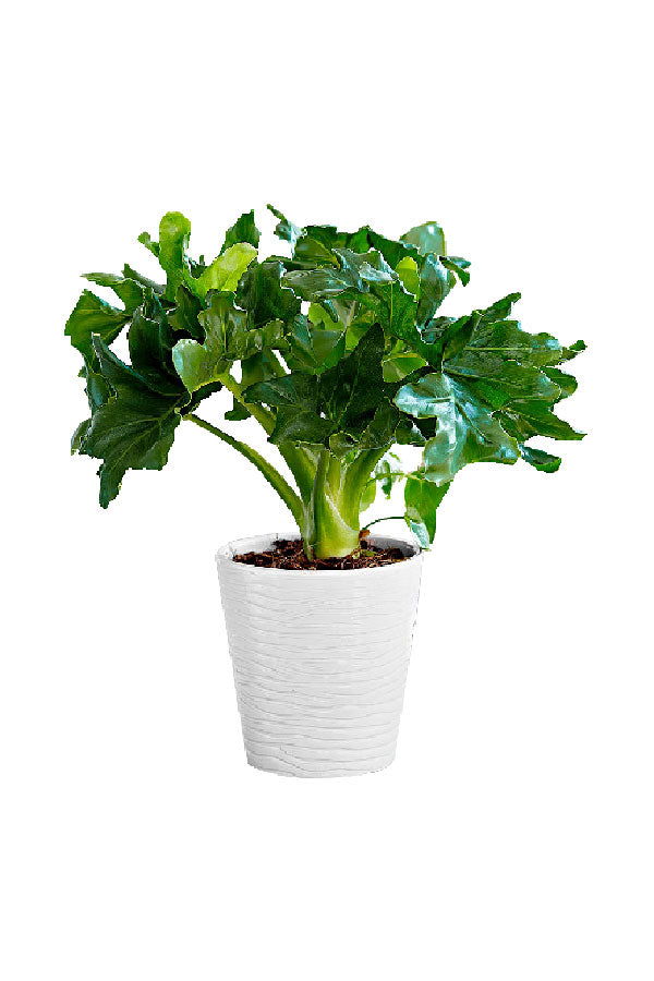 Philodendron Super Atom – Compact indoor plant with glossy green leaves in a stylish pot