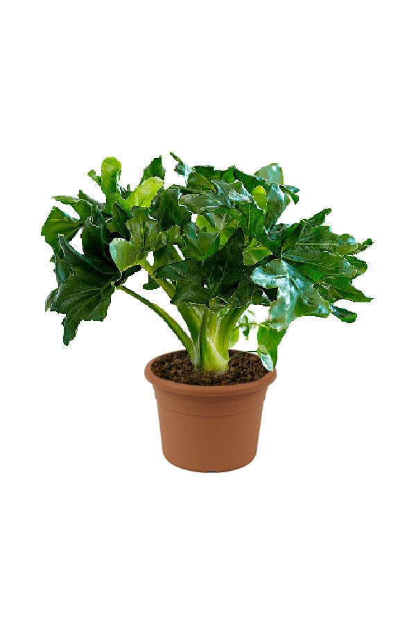 Philodendron Super Atom – Compact Indoor Aroid with Glossy Green Foliage