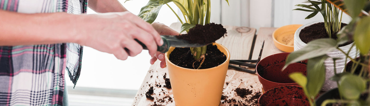 Green thumb at work: maintaining lush foliage
