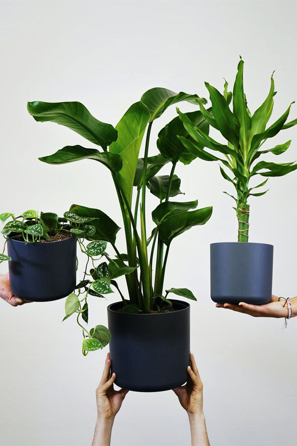 People swapping houseplants at store – Plant Swap Program at PlantsWorld.ae in Dubai