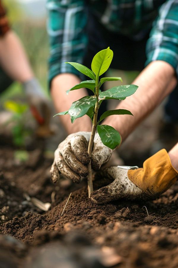 Professional Plant and Tree Installation Service for Gardens and Outdoor Spaces in UAE