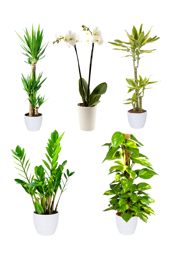 Platinum Office Combo