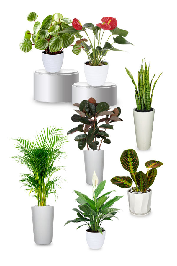 Platinum Office Combo Package