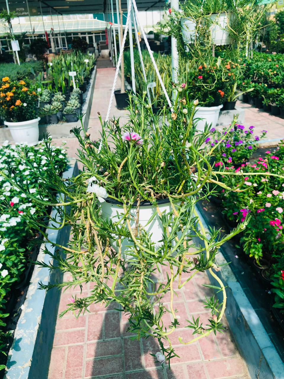 Portulaca Hanging Plant – Colorful Trailing Blooms