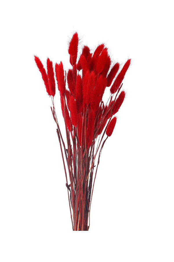 Perfectly Preserved Dried Bunny Tail – Soft, Natural Dried Grass for Elegant Home Décor