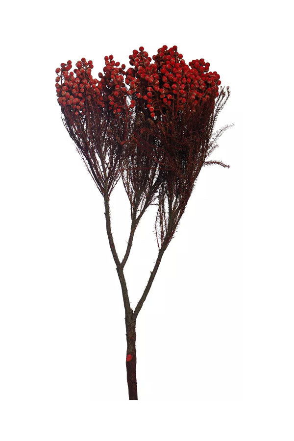 Lasting Elegant Preserved Dried Flowers Collection - Timeless Beauty for Your Home