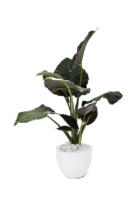 Alocasia Regal Shields – Majestic indoor plant with large, ornamental leaves in a decorative pot