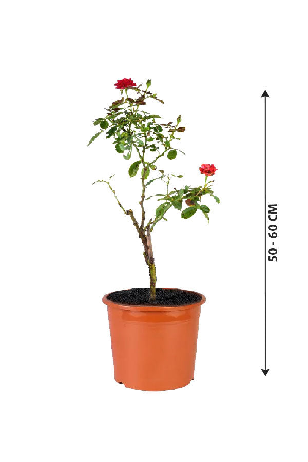 Rose Outdoor - Flowering Plant