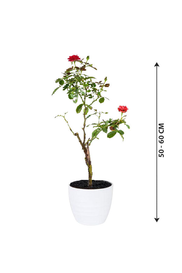Rose Outdoor - Flowering Plant