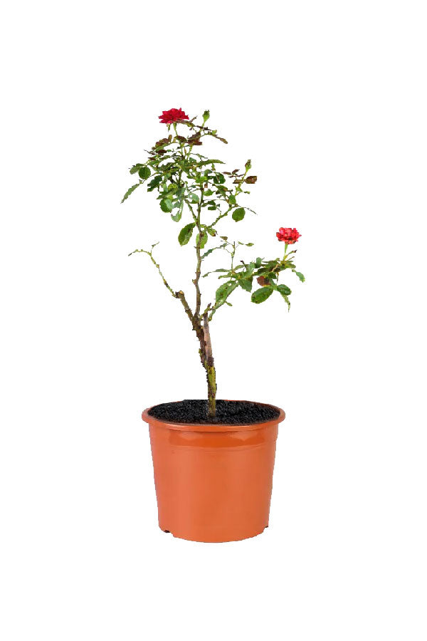 Rose Outdoor - Flowering Plant