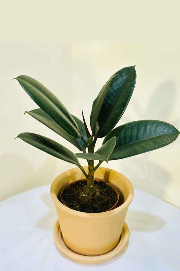 Rubber Plant with Clay Pot – Elegant Indoor Plant