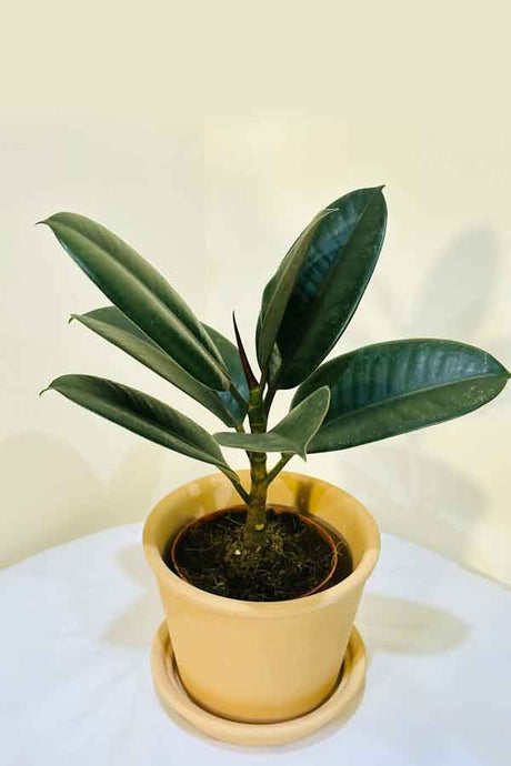 Rubber Plant with Clay Pot – Elegant Indoor Plant