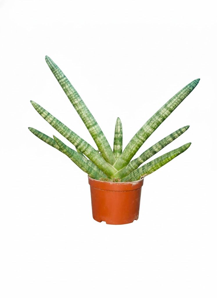 Sansevieria Starfish