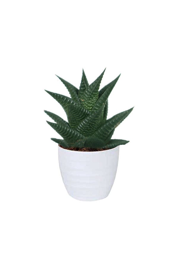 Succulent Plant In White Ceramic Pot