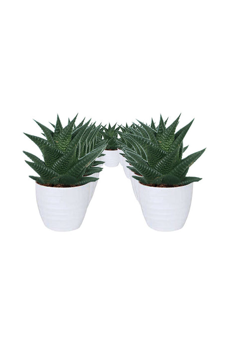 Succulent Plant In White Ceramic Pot