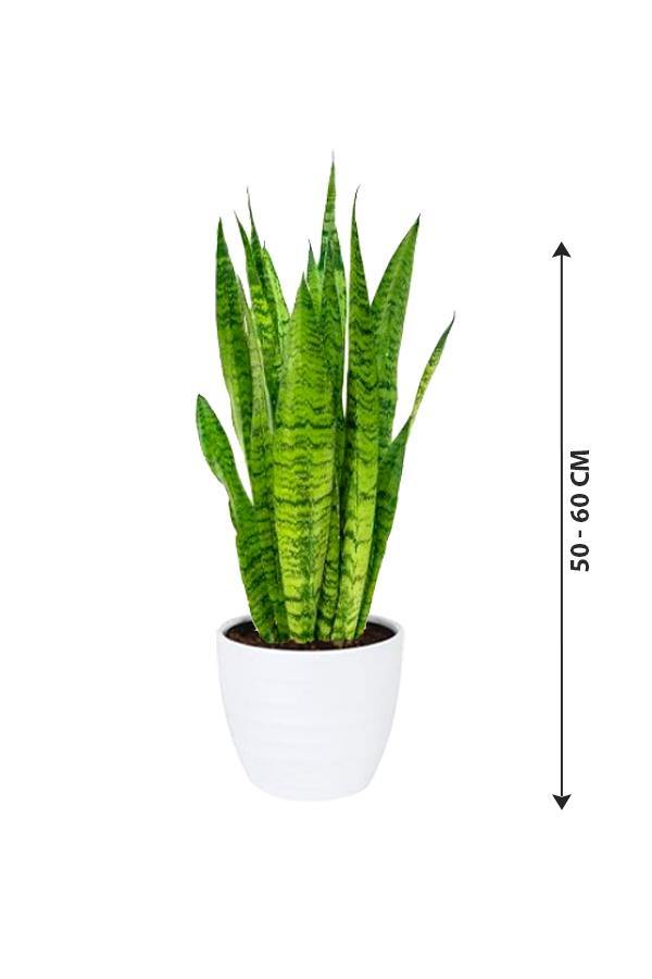 Sansevieria Zeylanica-Snake plant - Plantsworld.ae - {{ varient.name }}