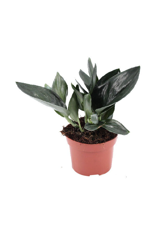 Scindapsus “Treubii” Dark Form – Rare Dark Leaf Aroid