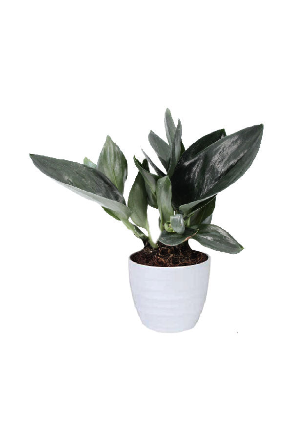 Scindapsus Treubii Dark Form with thick, dark green foliage trailing in a white ceramic pot