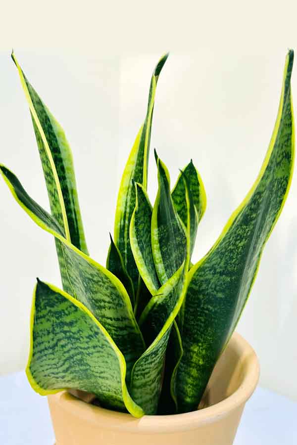 Snake Plant with Clay Pot – Stylish Indoor Plant