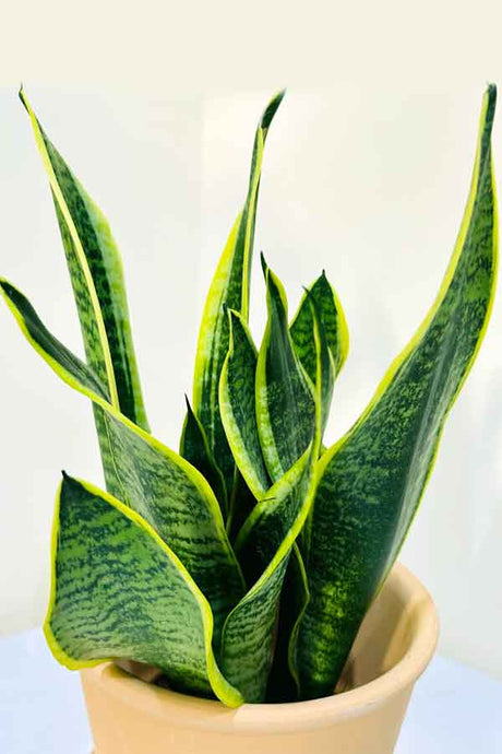 Snake Plant with Clay Pot