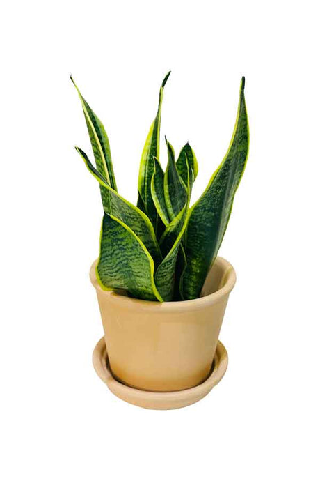 Snake Plant with Clay Pot – Hardy Indoor Plant Perfect for Home or Office Decor
