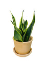 Snake Plant with Clay Pot – Hardy Indoor Plant Perfect for Home or Office Decor