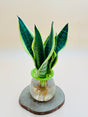 Snake Plant growing in water, a stylish and air-purifying indoor plant, perfect for homes and offices.