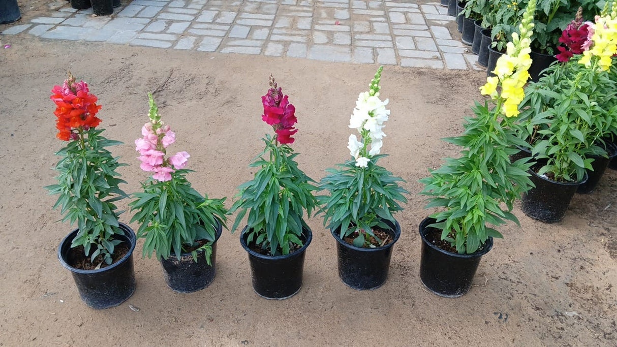 Snapdragon Small - Antirrhinum majus