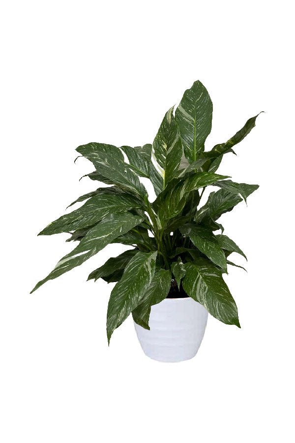 Spathiphyllum Domino Variegated – Indoor peace lily plant with white-speckled dark green leaves