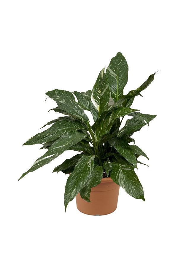 Spathiphyllum Domino– White-Speckled Peace Lily