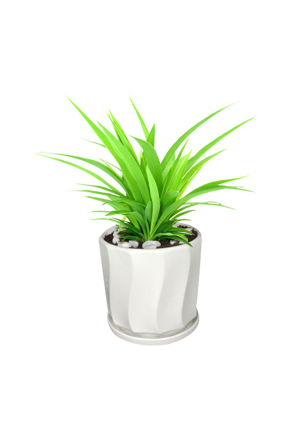 Spider Plant Lemon in a stylish ceramic pot, a vibrant table top plant for office desks and workspaces.
