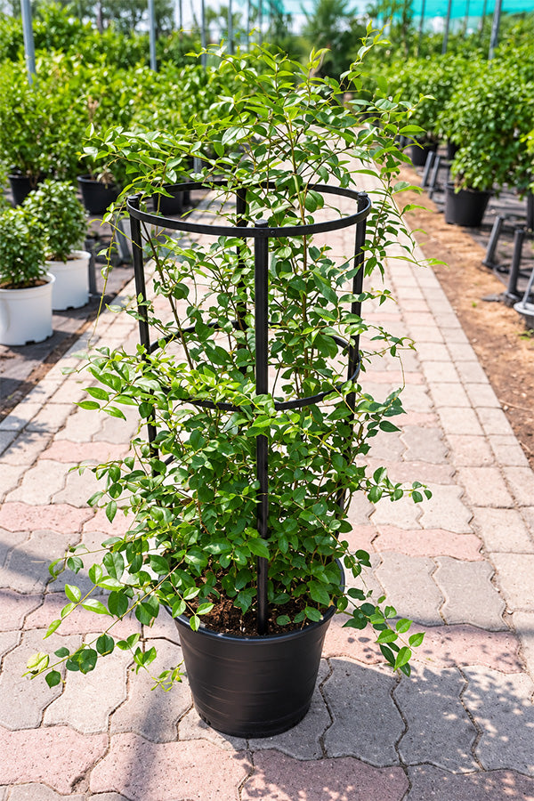 Star Jasmine - Jasminum Nitidum